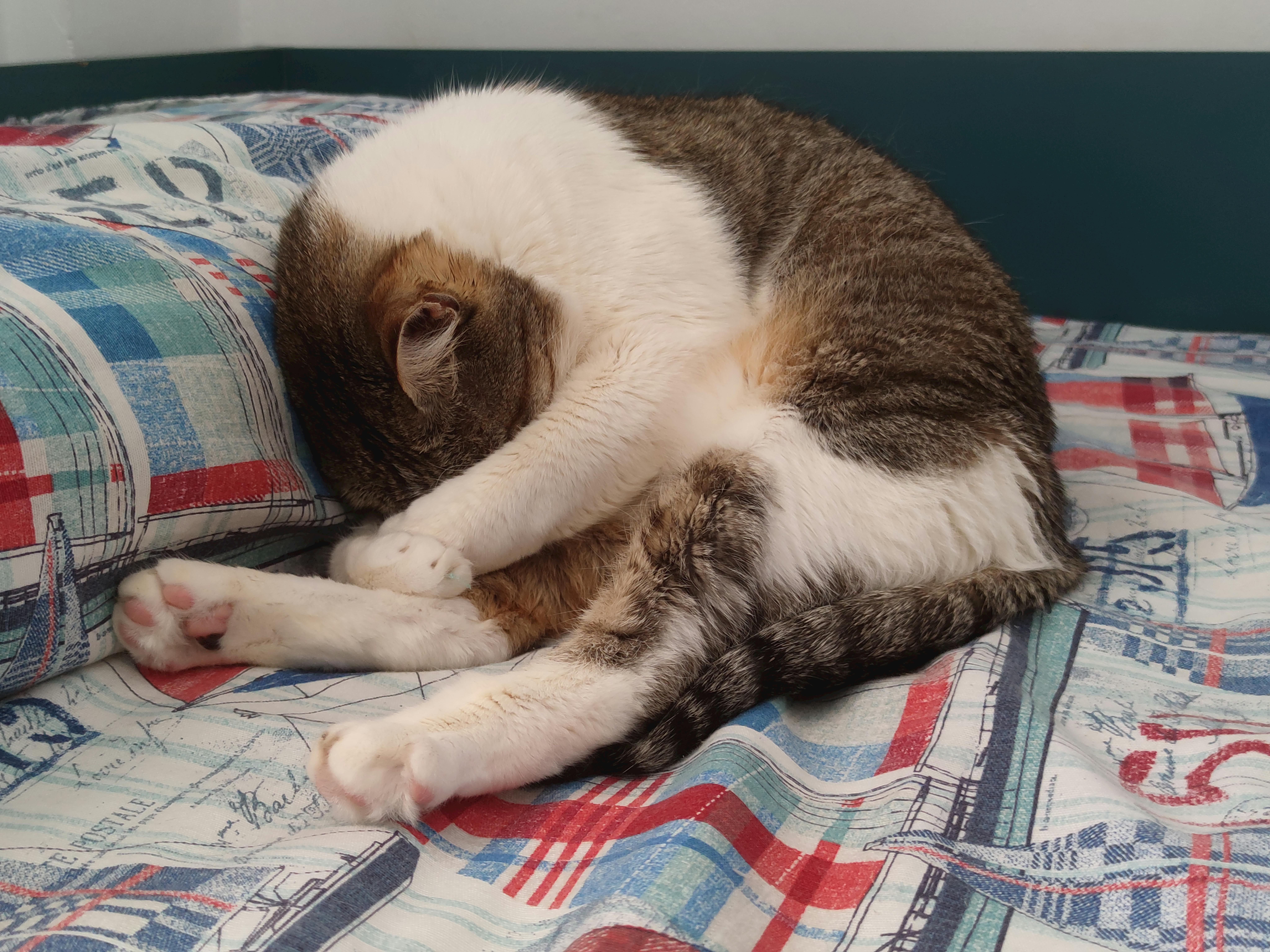 un gato llamado Pepe