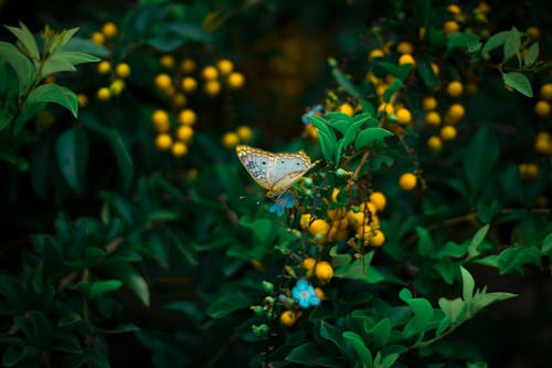 Yellow Butterfly Perching on Plant