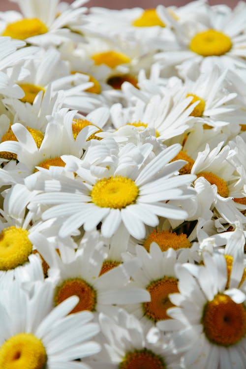 Close-up of Daisy Flowers 