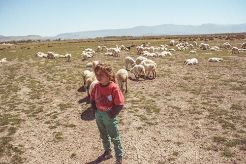 Imagine de stoc gratuită din agricultură, animal, banc de nisip