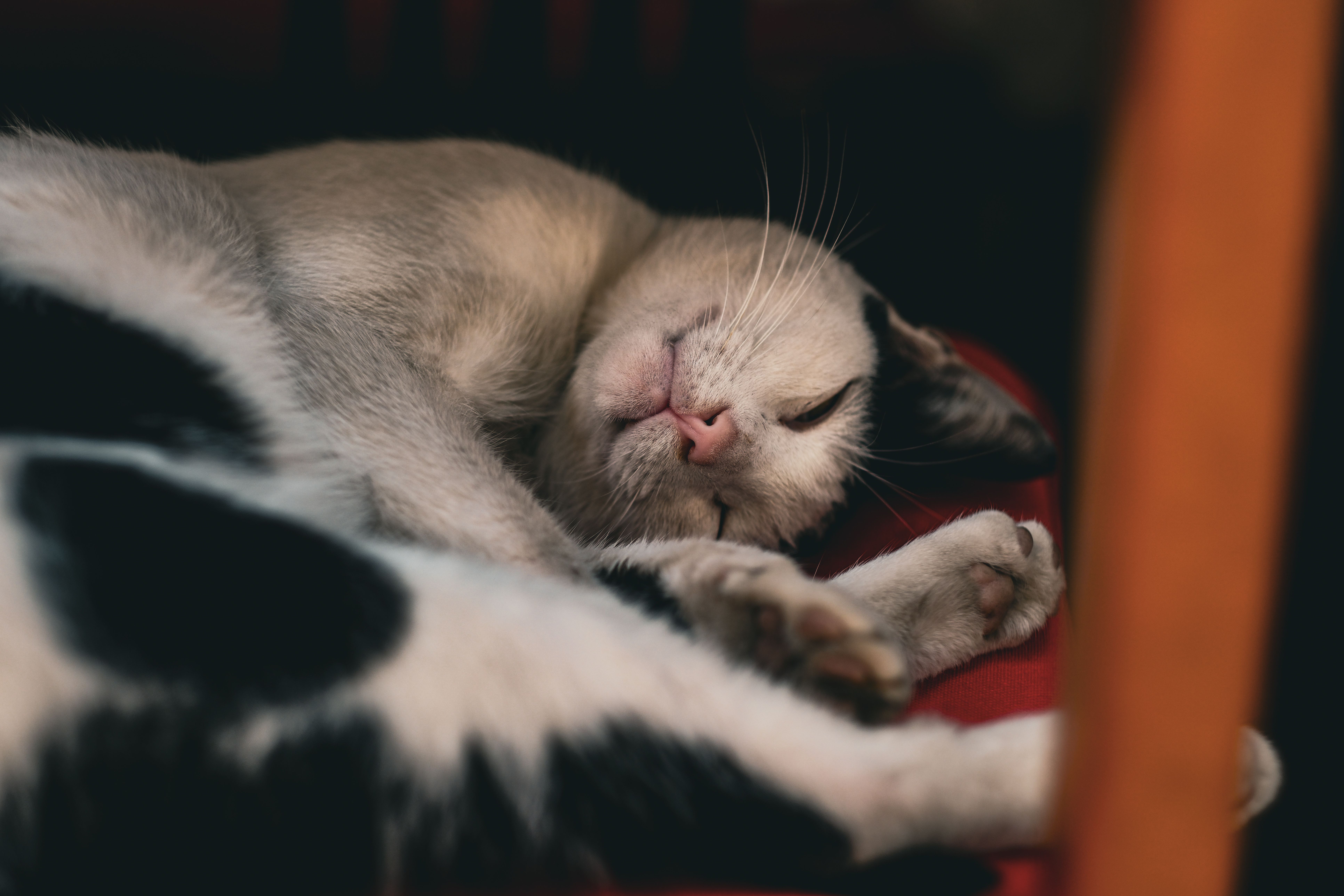 A cat sleeping on a chair with its eyes closed · Free Stock Photo