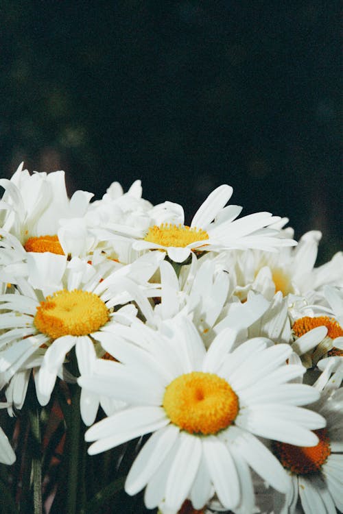 bereket, beyaz, Çiçekler içeren Ücretsiz stok fotoğraf