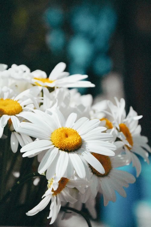 Free Beautiful close-up of fresh white daisies with blurred background, Talgar, Kazakhstan. Stock Photo