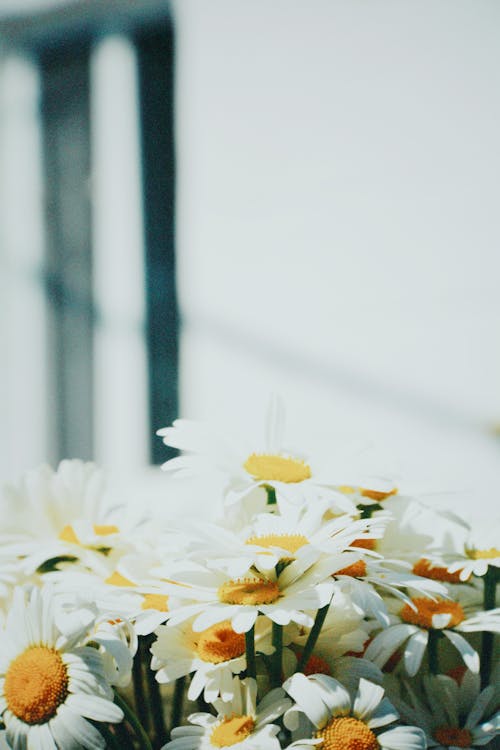 Immagine gratuita di bianco, camomilla, fiori