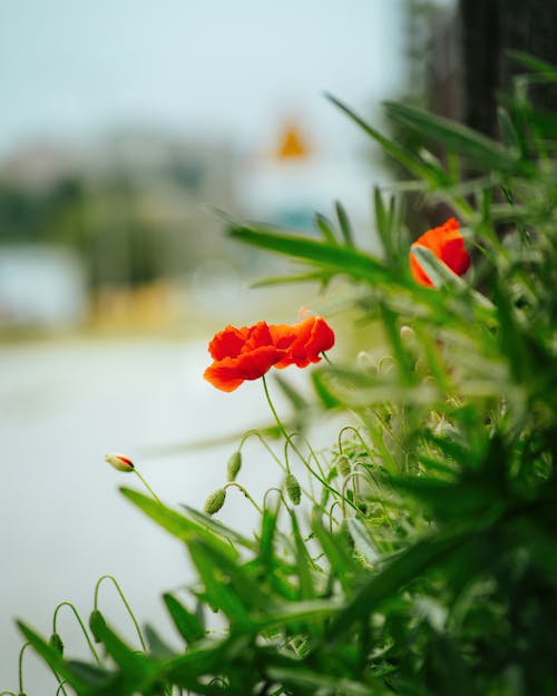 Gratis arkivbilde med blomster, frisk, landlig