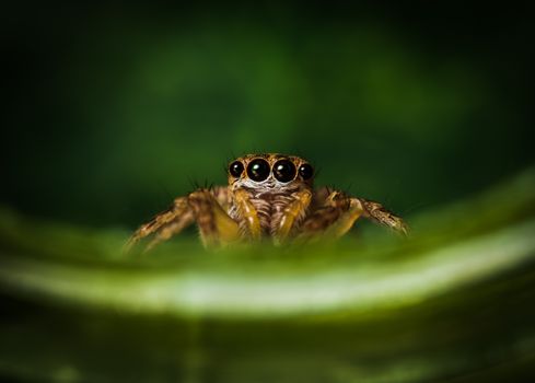 Close-up of a jumping spider nestled in lush green foliage captures intricate details.