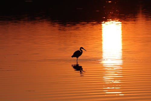 Egret Silhouette on Yellow Lake at Sunset