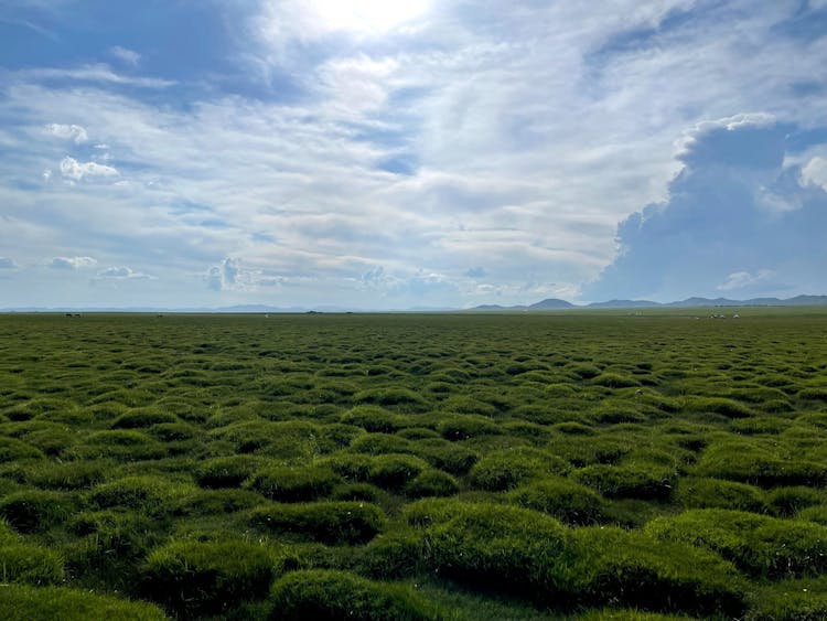 Landscape Of A Grass Field Under Blue Sky In Summer 