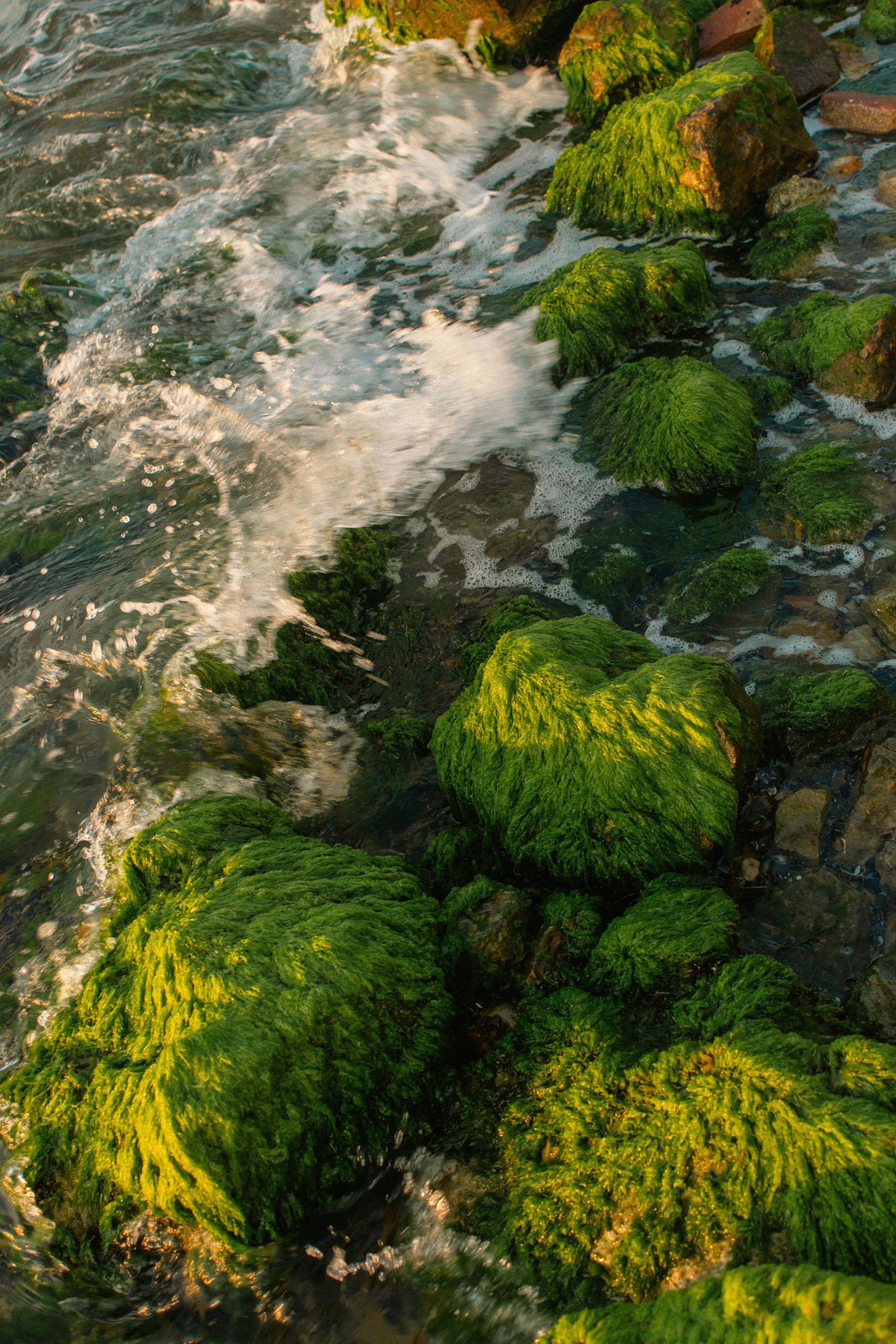 Vibrant green moss covering rocks with ocean waves at shore in Bursa, Türkiye.