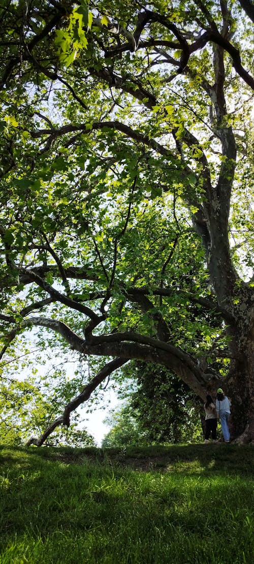 Бесплатное стоковое фото с безмятежные моменты, ботаническая красота, величественное дерево