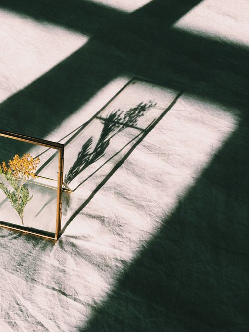 Free A delicate flower encased in a glass frame casting a soft, artistic shadow on fabric. Stock Photo