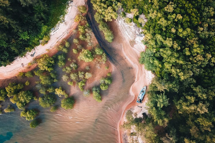 Trees Around Sea Shore