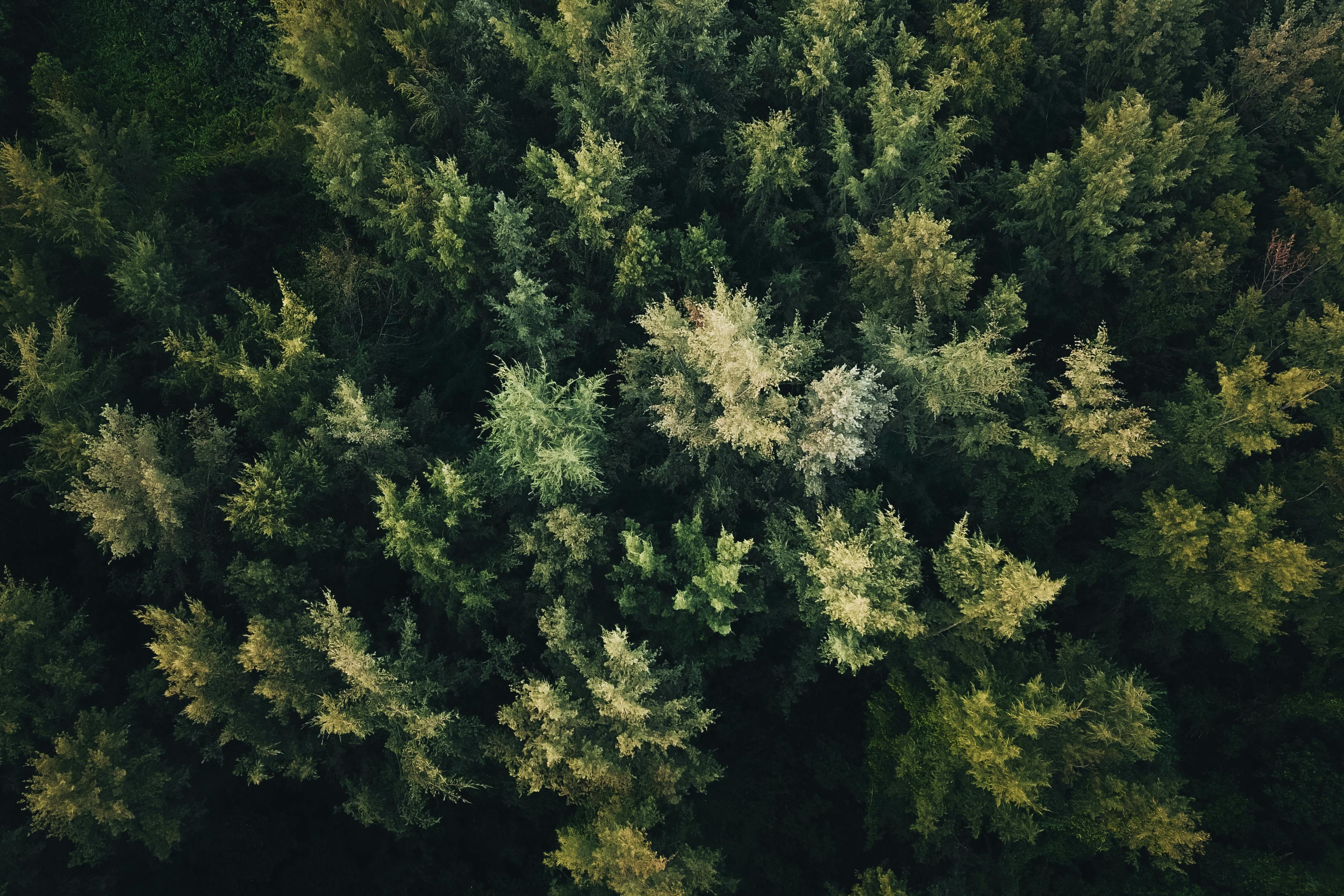 IT and Environmental, Social, and Corporate Governance (ESG), Part One: A CEO and Board Concern — Photo by Pok Rie on Pexels