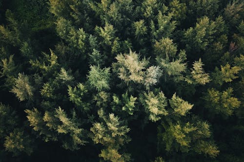 Foto profissional grátis de árvores, aumento, conífera