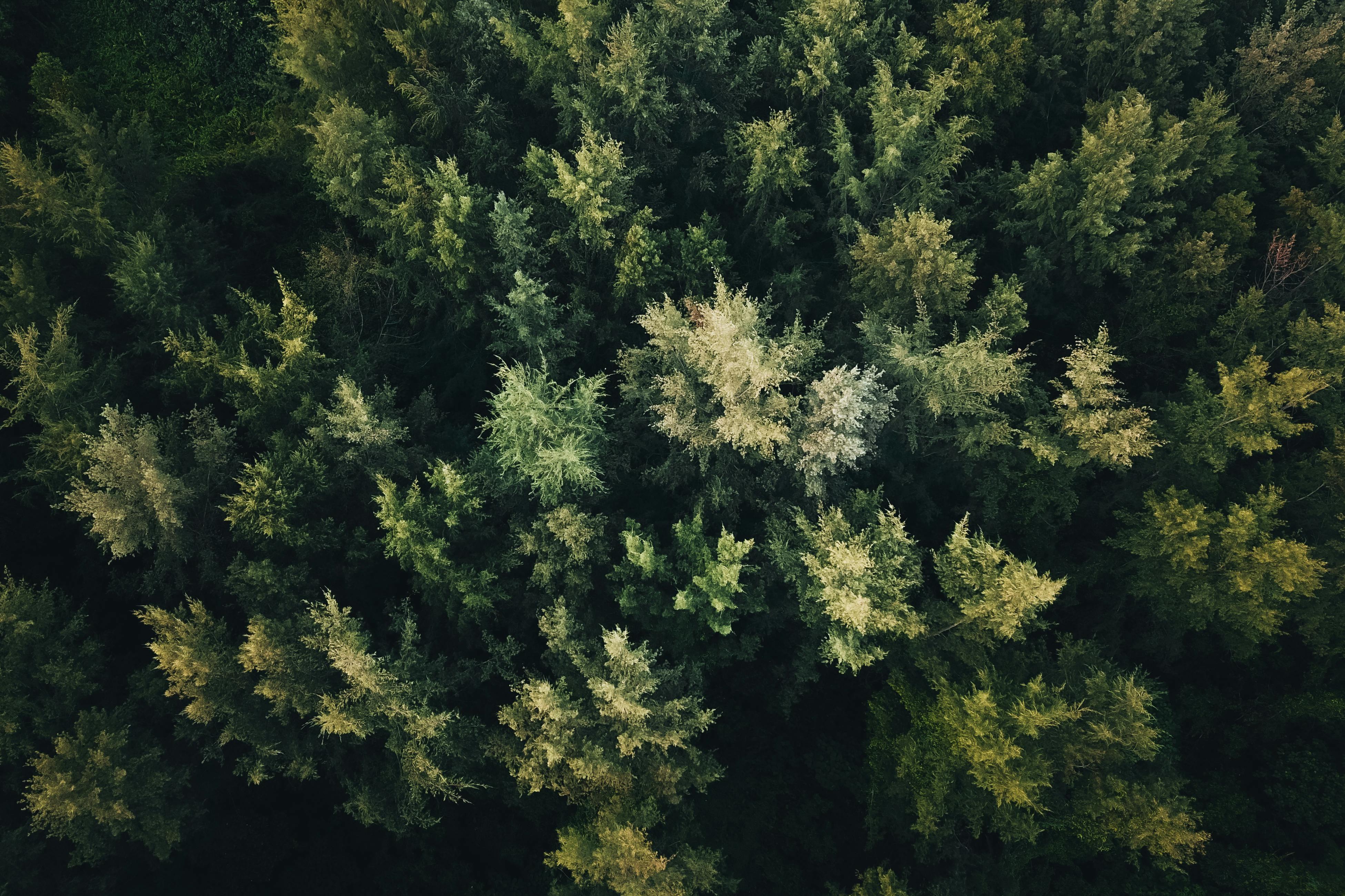 Drone Shot of Trees · Free Stock Photo