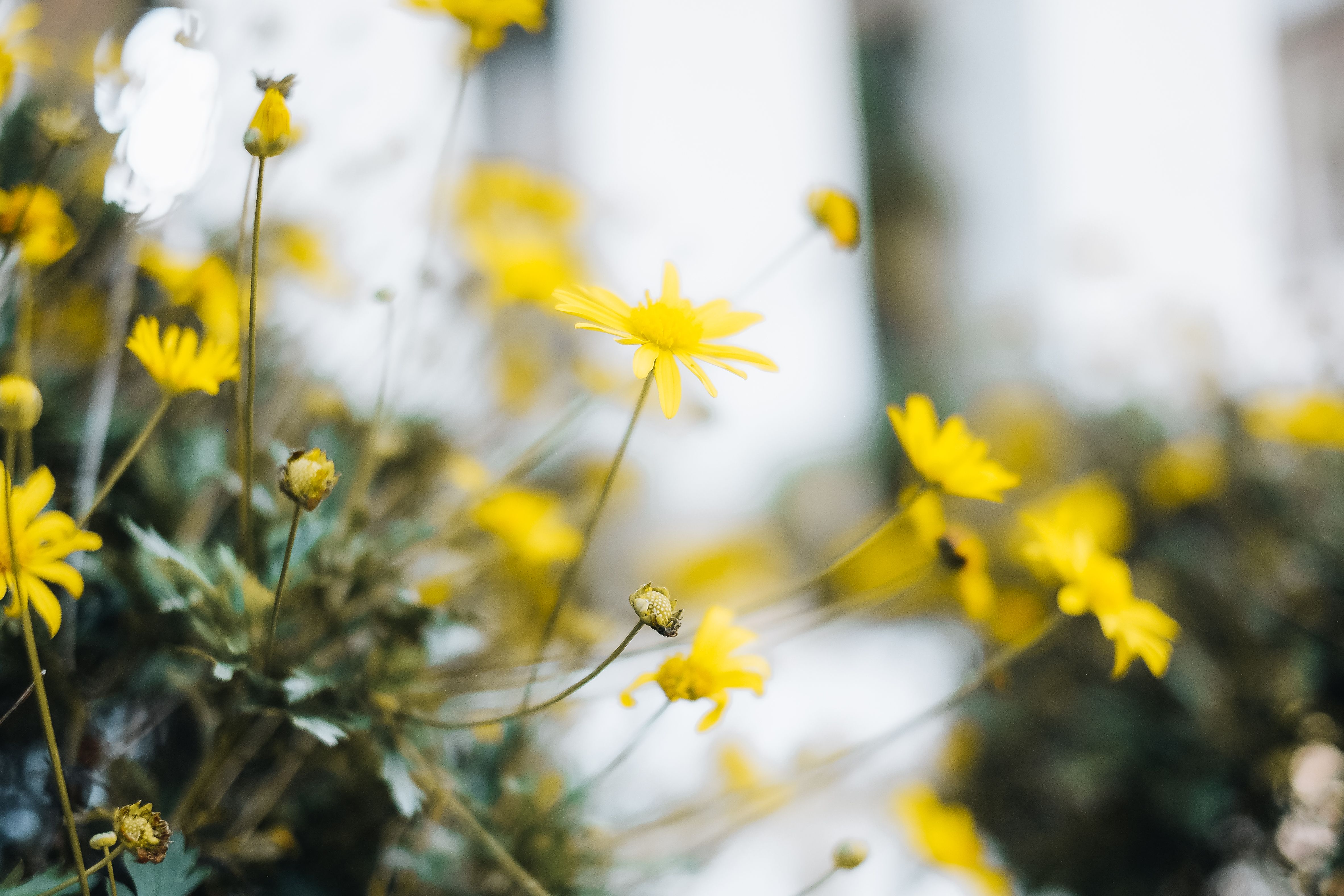 Close-up of Delicate Yellow Flowers · Free Stock Photo