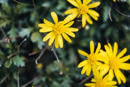 Kostenloses Stock Foto zu blühen, blumen, blüte