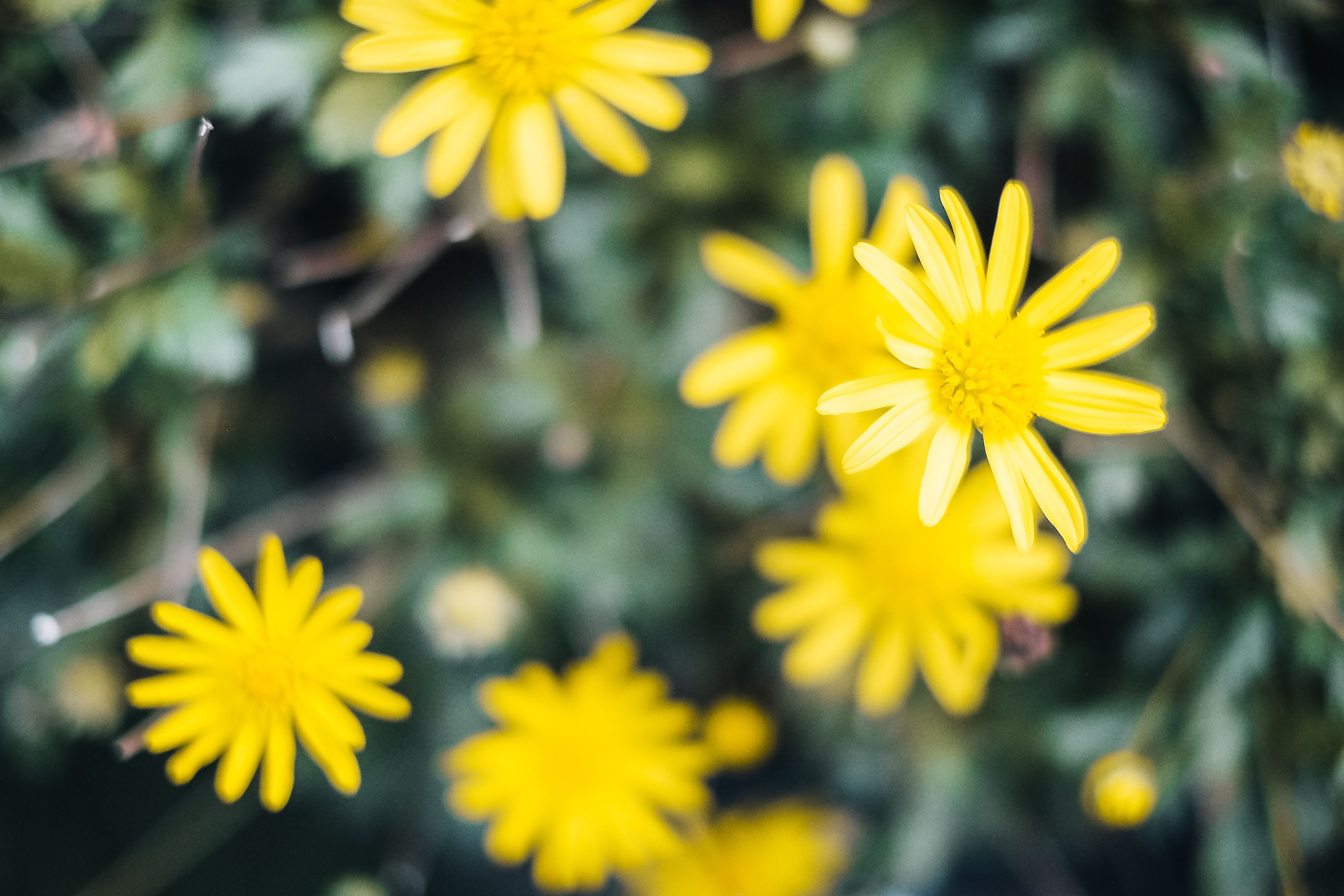 Close up of Yellow Flowers · Free Stock Photo