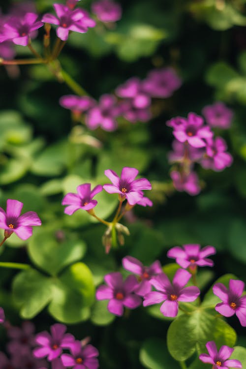 Close up of Purple Flowers