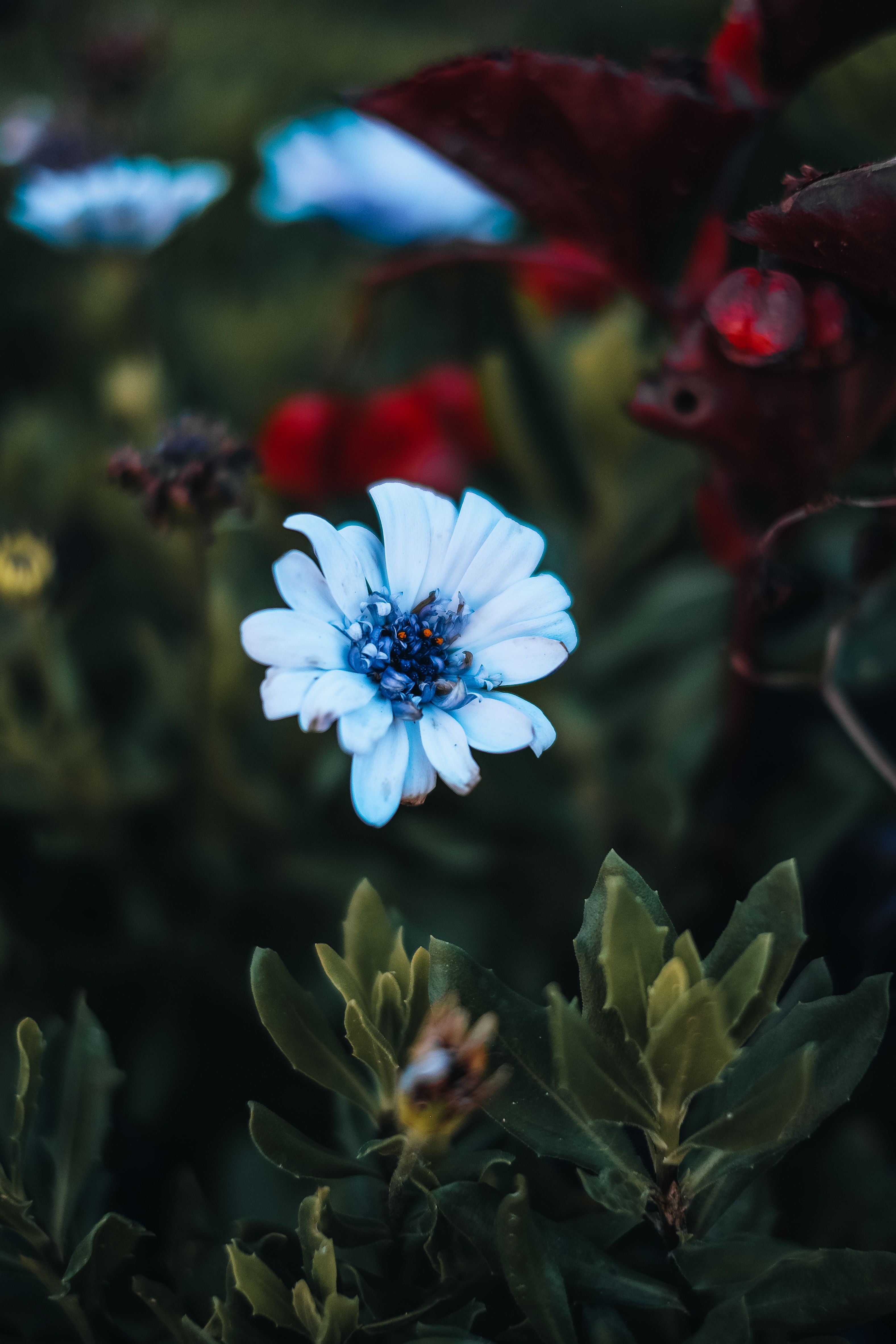 Macro shot of a blue flower with dark green leaves in a summer garden setting.