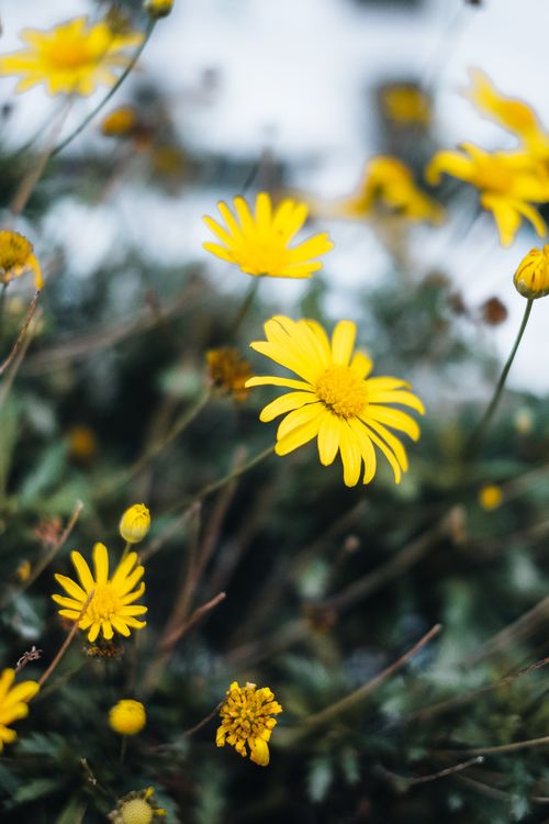 Free A close-up view of vibrant yellow daisies, showcasing their delicate petals and vibrant colors against an outdoor backdrop. Stock Photo