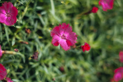 Close up of Pink Flowers