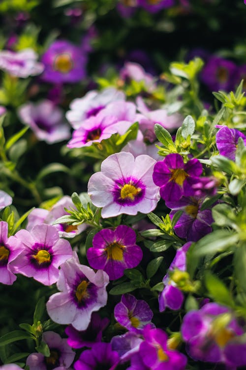 Close up of Purple Flowers