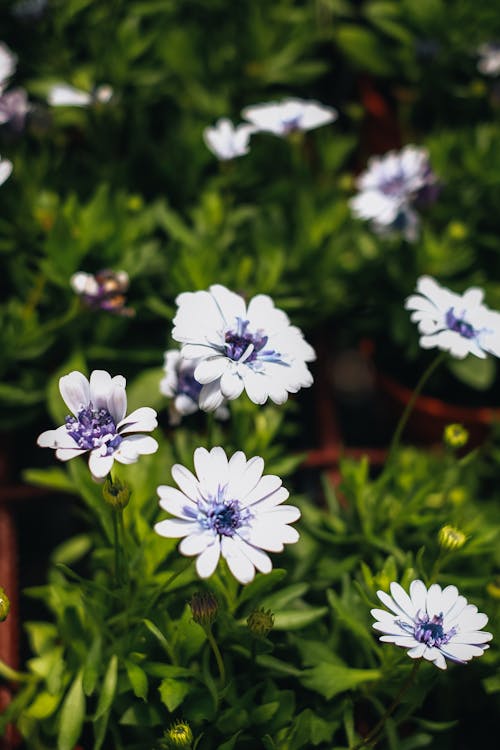 Close-up of Blue Felicia Daisies