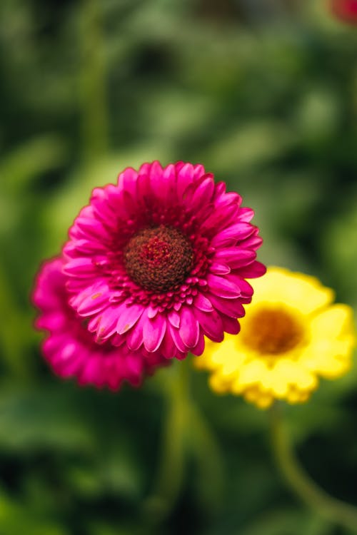 Close up of Gerber Flowers