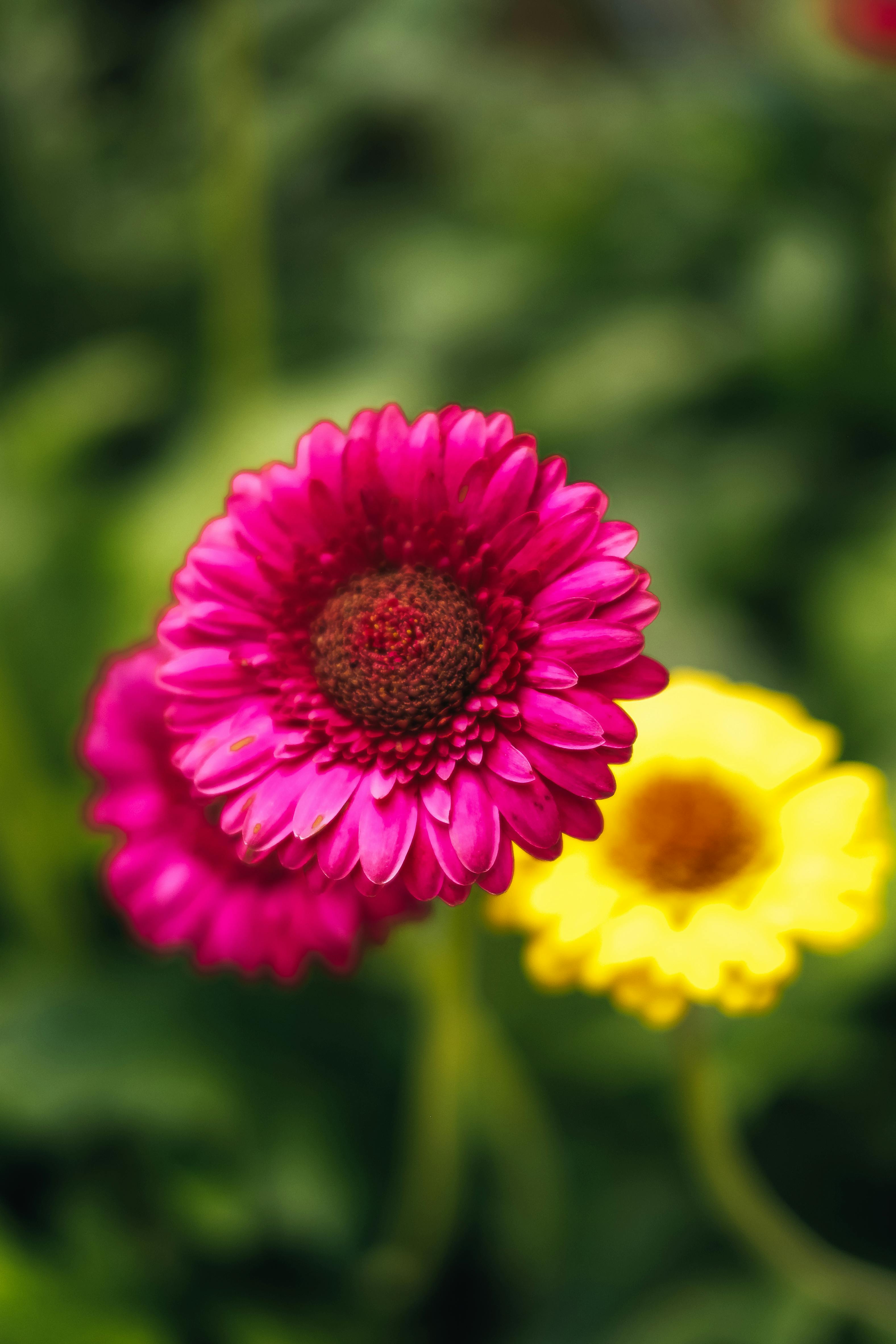 Close up of Gerber Flowers · Free Stock Photo