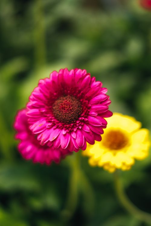 Free Close-up of a vibrant pink Gerbera flower with a blurred yellow bloom in the background. Stock Photo