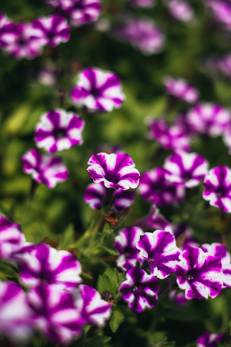 Close-up Of Purple Petunias With Stripes