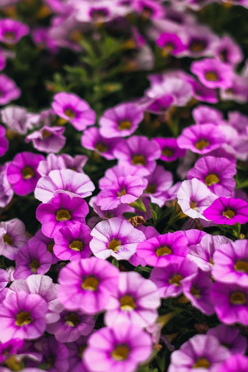 Close-up of Purple Petunias