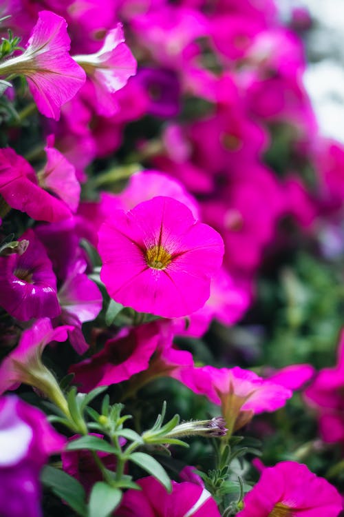 Close up of Pink Flowers Petals