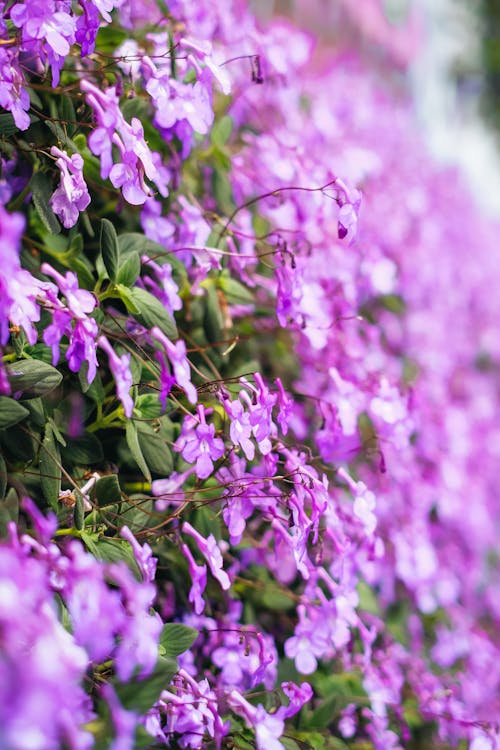 Close-up of Delicate Purple Flowers