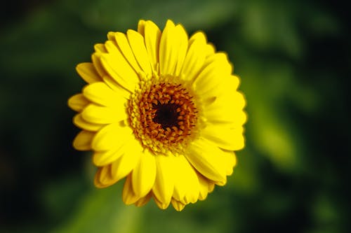 Close up of Yellow Flower