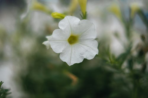 Close up of White Flower