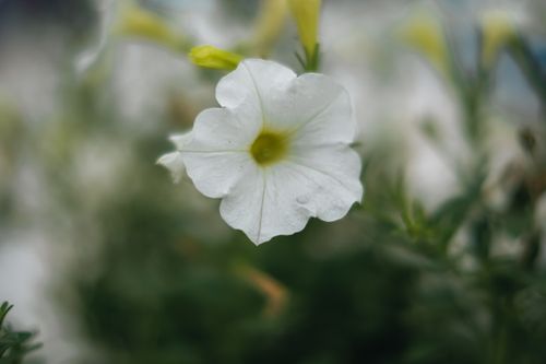 Free A detailed close-up of a fresh white petunia flower with dewdrops in a lush garden setting. Stock Photo