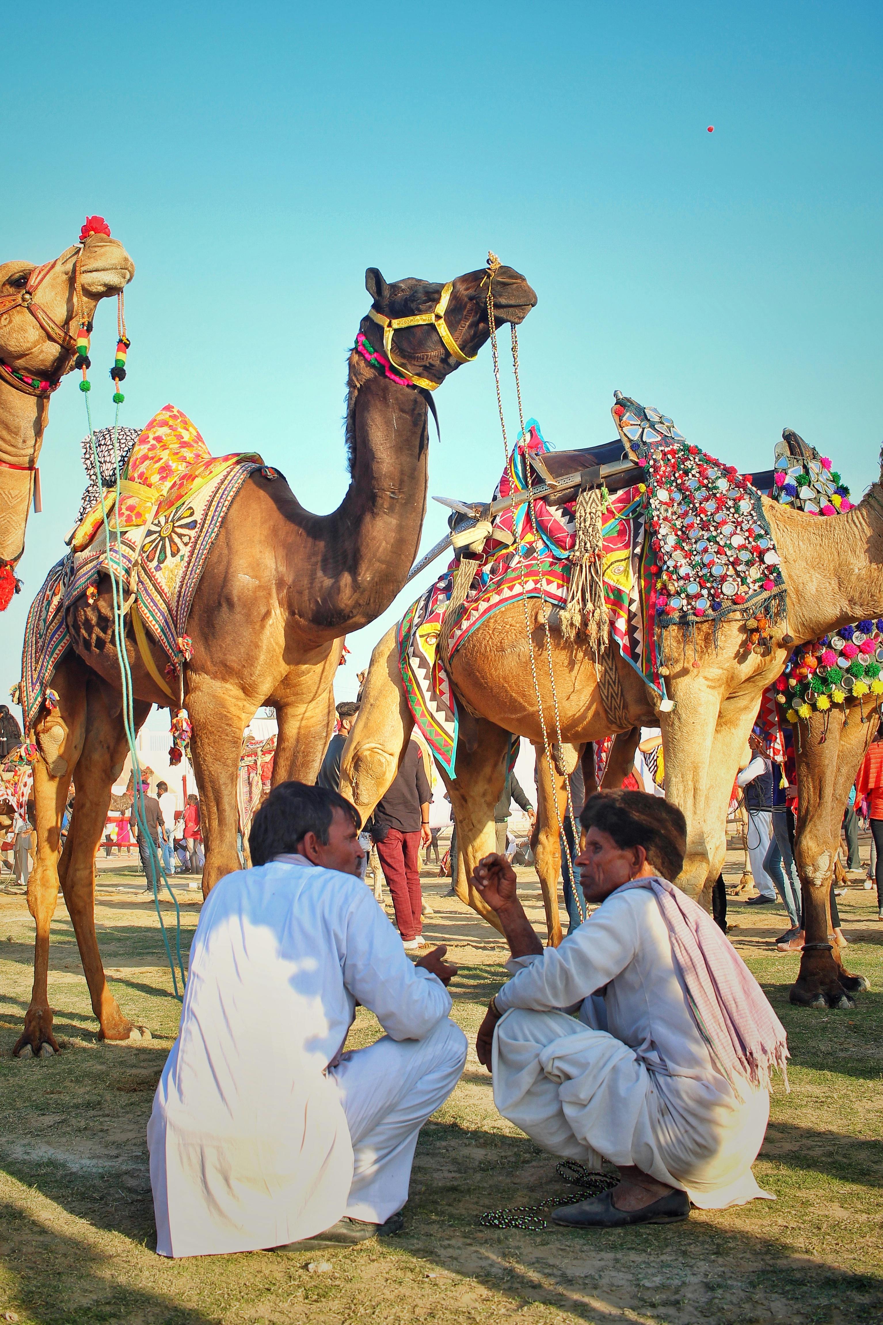 Two Men Sits in Front of Camels
