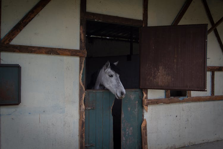 Horse Head In Stable Window