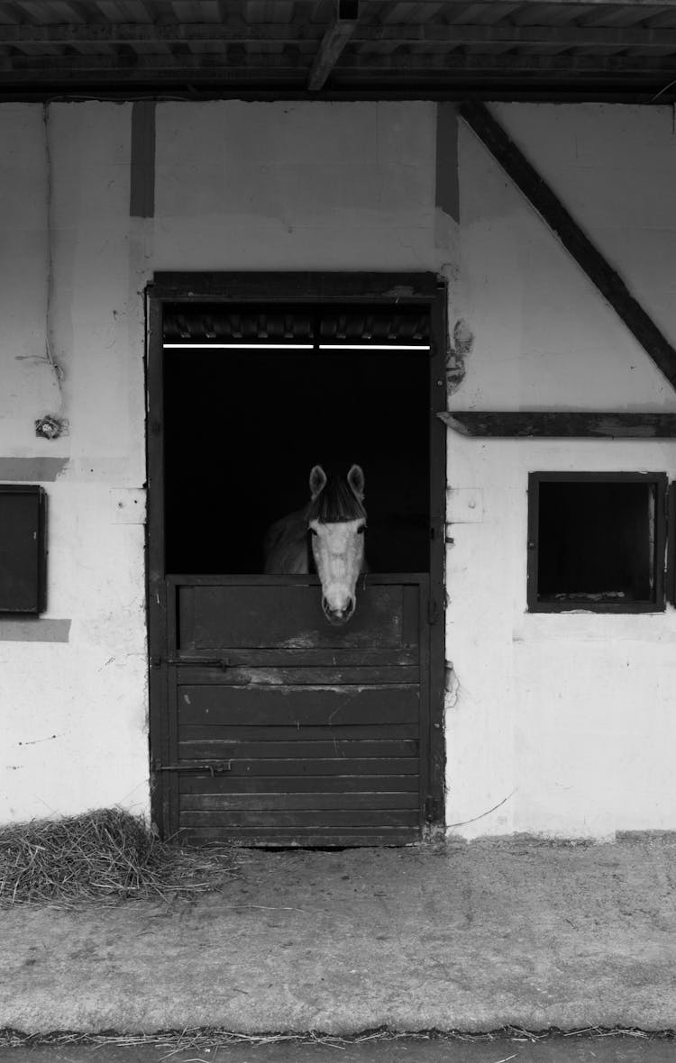 Horse Head In Stable Window