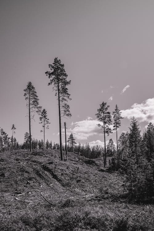 Foto d'estoc gratuïta de arbres, blanc i negre, bosc