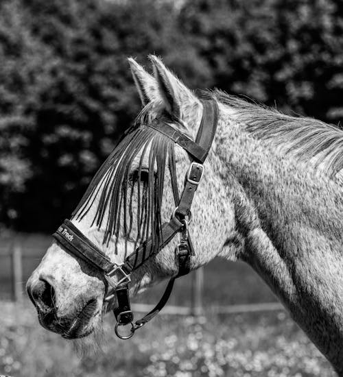 Horse Head in Harness