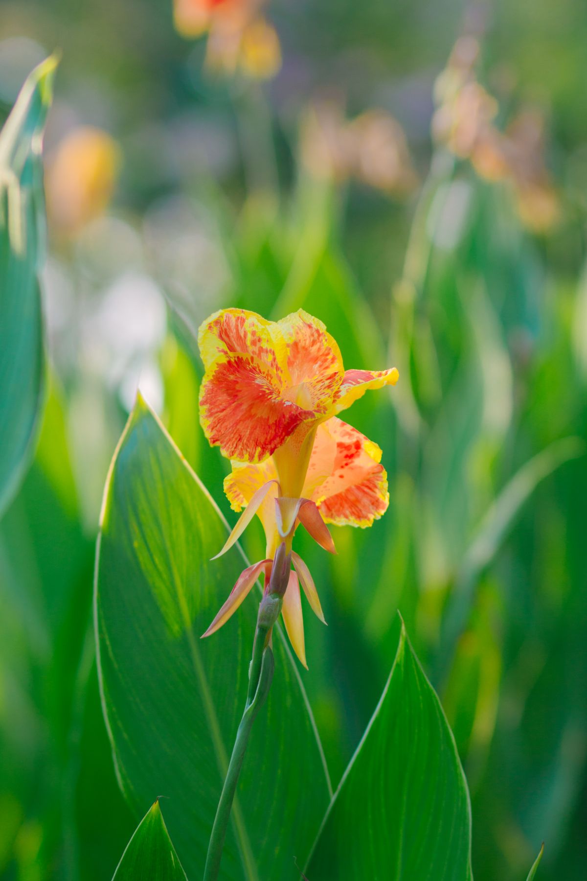Bright canna lily flowers blooming in a garden