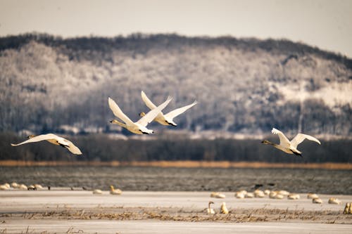 Inside the Silent Symphony of Wildlife Preparing for Cold