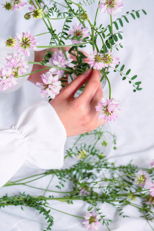 Základová fotografie zdarma na téma botanický, dotýkání, flóra