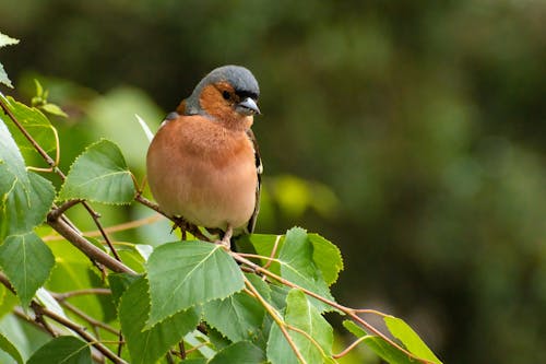 Close-up of a Chaffinch Sitting on a Tree Branch