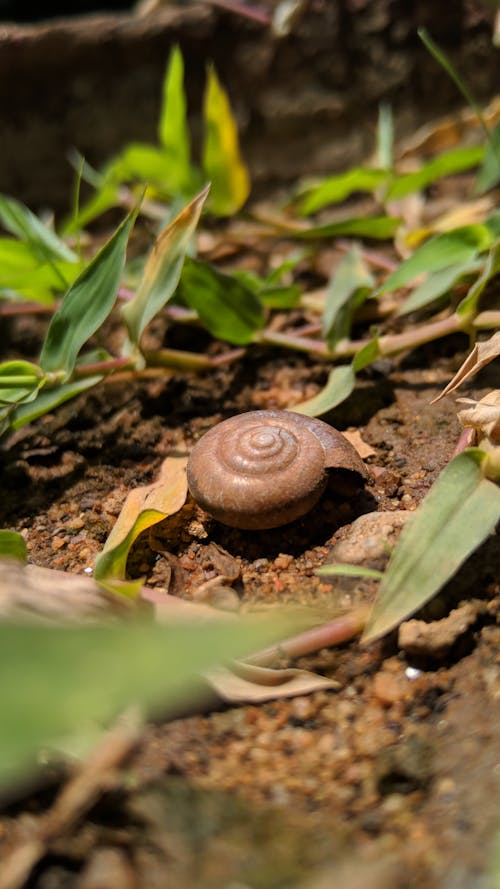 Gratis stockfoto met beest, bladeren, detailopname