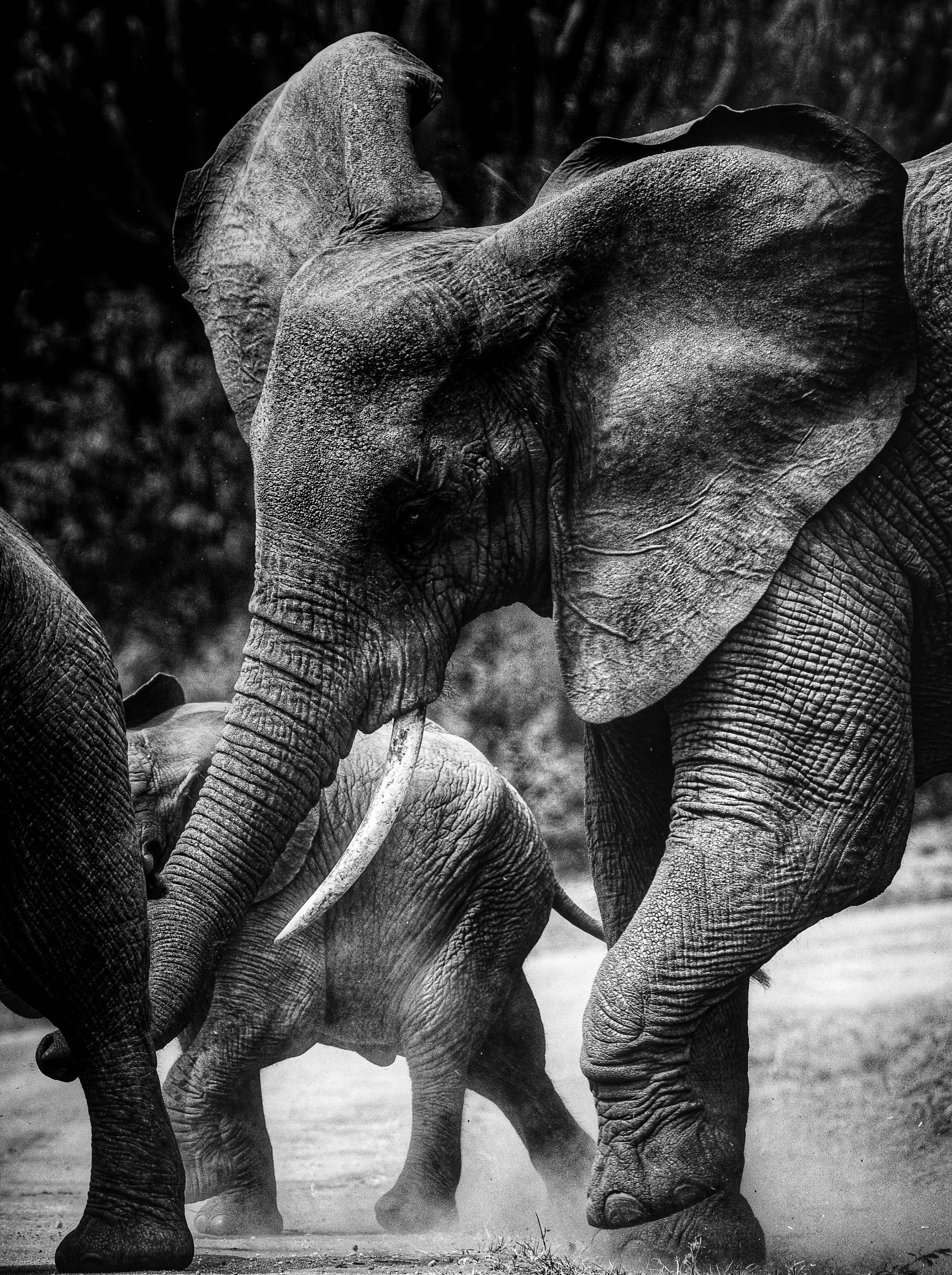 Close-up black and white photo of African elephants in Uganda. Perfect for nature and wildlife enthusiasts.