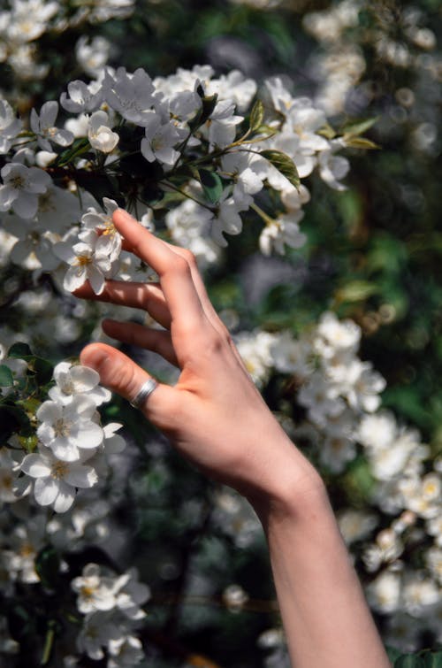 Close-up of Woman Touching Delicate White Flowers on a Shrub 